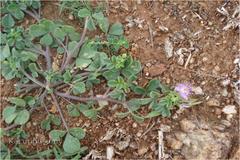 Cleome felina